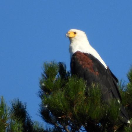 Eagles' Call Cottages And Tent Wildernis Eksteriør bilde