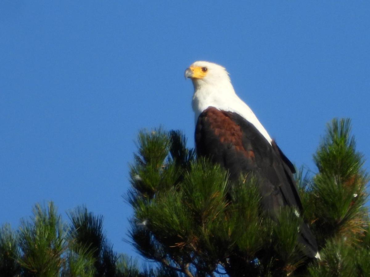 Eagles' Call Cottages And Tent Wildernis Eksteriør bilde